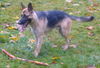 Korona Von Weiss Blau