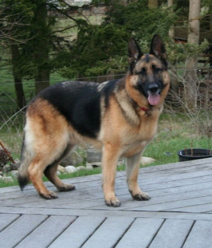 Sampson-ADOPT PENDING