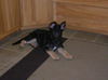 Sampson
