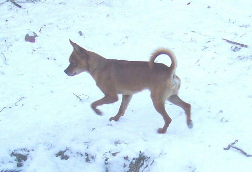 Jaques