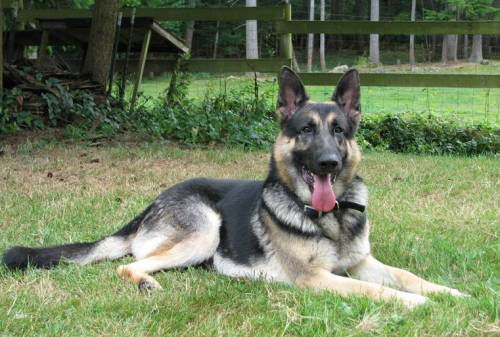 Max