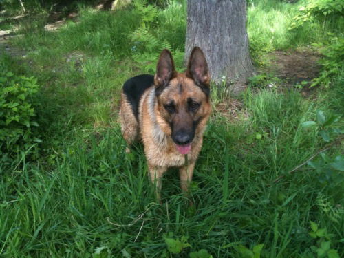 Max/AdoptPend