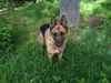 Max/AdoptPend