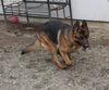 Maxx-adopt pending