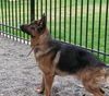 Maxx-adopt pending