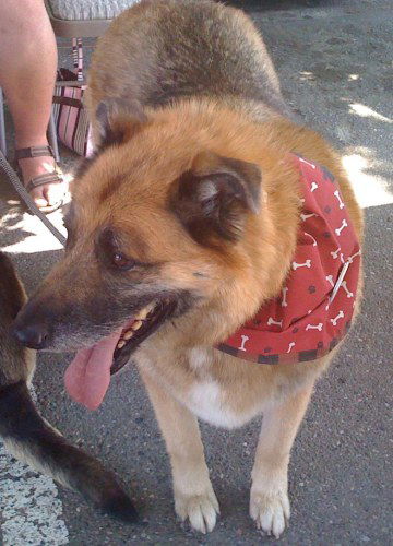 Brutus