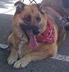 Brutus