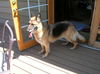 Josie-adopt pendin