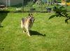 Josie-adopt pendin
