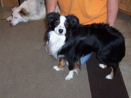 Toby