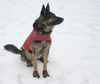 Koshka