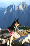 Koshka