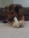 Teddy