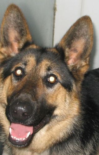 Zena