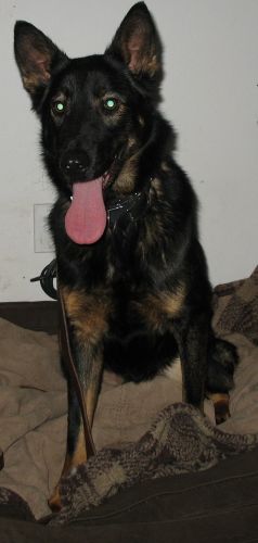 Bruno