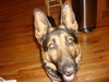 Rex