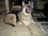 Buddy