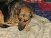 Noel/adopt pending