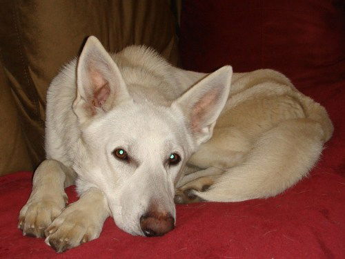 Hank/adopt pending