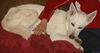 Hank/adopt pending