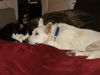 Hank/adopt pending
