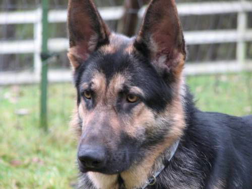 Max/adopt pending