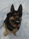 Max/adopt pending