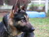 Max/adopt pending