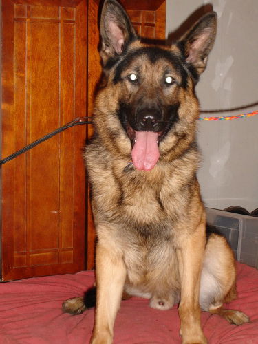 Nitro/adopt pend