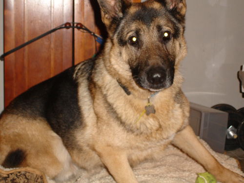 Magnum/adopt pendi