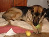 Magnum/adopt pendi