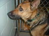 Vienna/adopt pendi