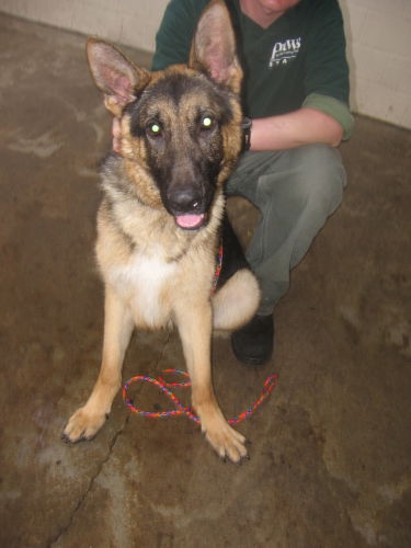 Klaus/adopt pendin
