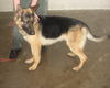 Klaus/adopt pendin