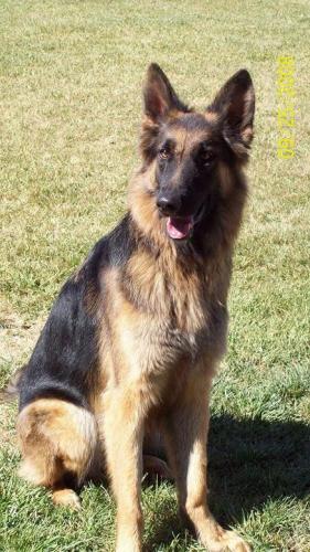 Kuma/adopt pending