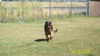 Kuma/adopt pending