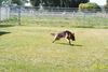 Kuma/adopt pending