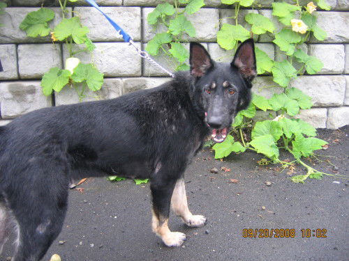 Rhea/adopt pending