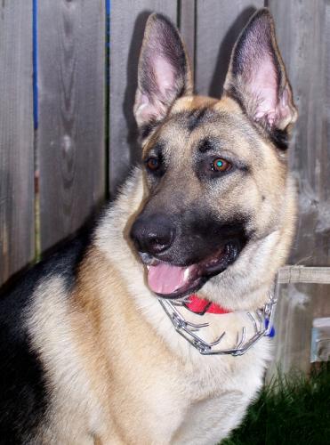 Junior/adopt pendi