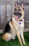 Junior/adopt pendi
