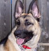 Junior/adopt pendi