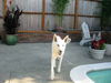 Ranger/adopt pendi