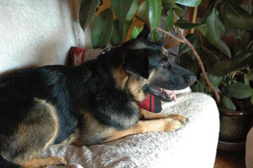Franz/adopt pend