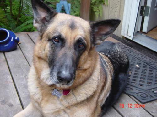 Riley/adopt pendin