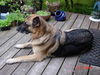 Riley/adopt pendin