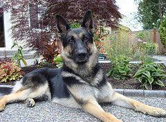 Kyro/adopt pending