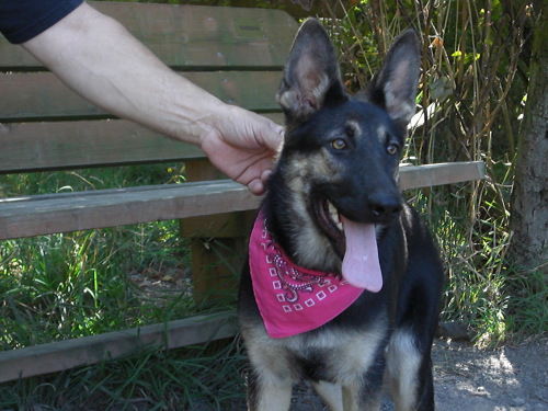 Kara/adopt pending