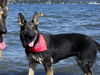 Kara/adopt pending