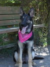 Kara/adopt pending