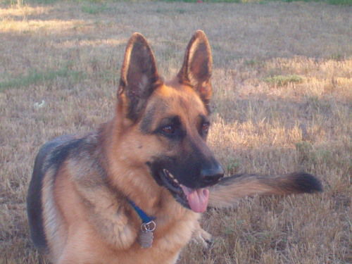 Kona/adopt pending